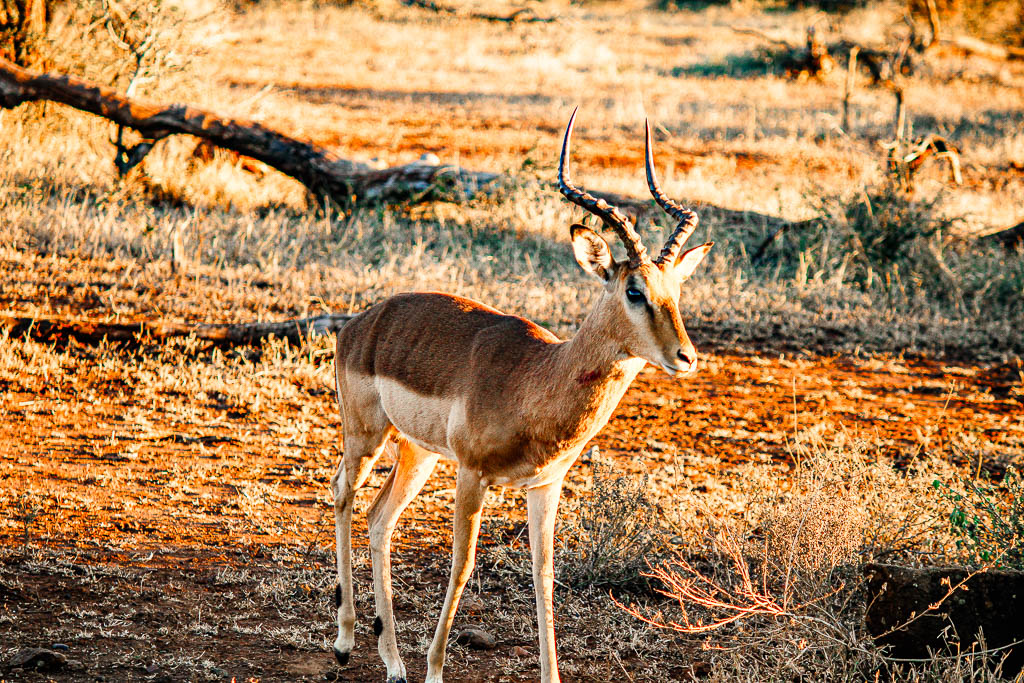 Kruger_Africa__amamosviajar -267
