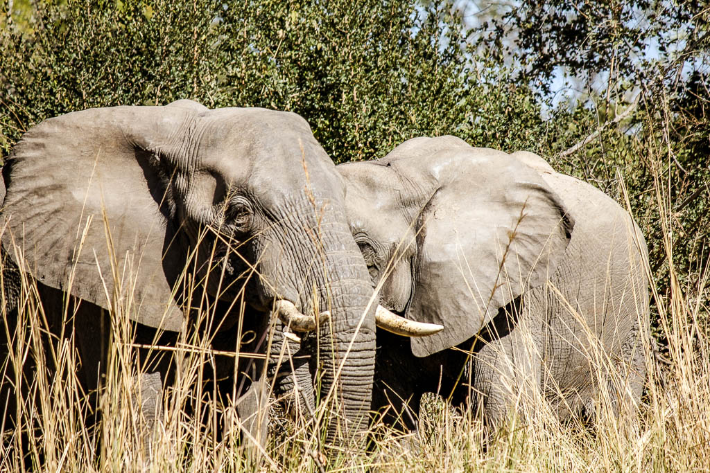 Livingstone_Zambia__amamosviajar -033