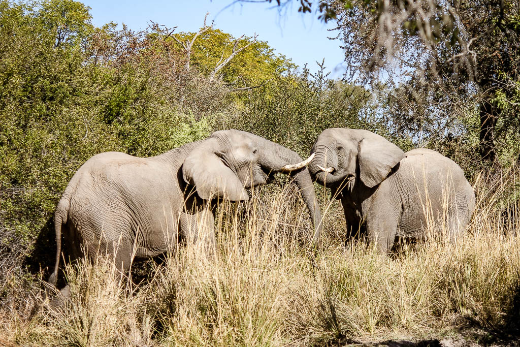 Livingstone_Zambia__amamosviajar -034