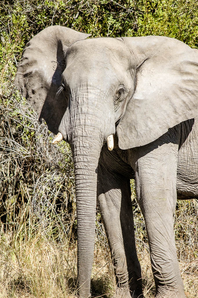 Livingstone_Zambia__amamosviajar -036