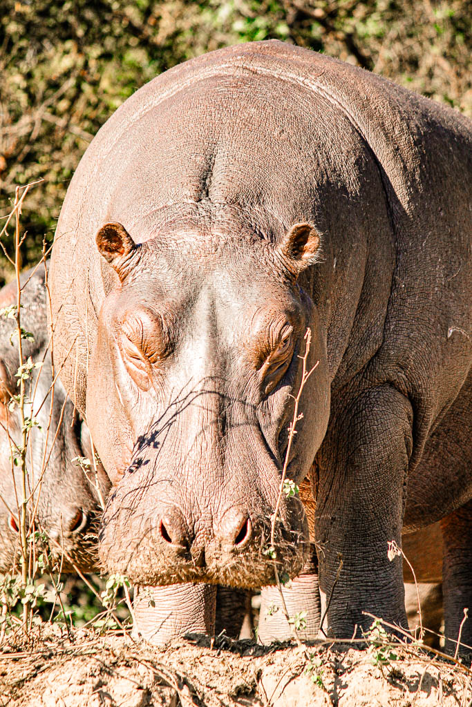 Livingstone_Zambia__amamosviajar -051