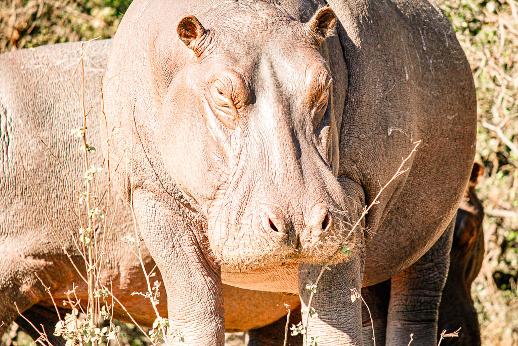 Livingstone_Zambia__amamosviajar -052