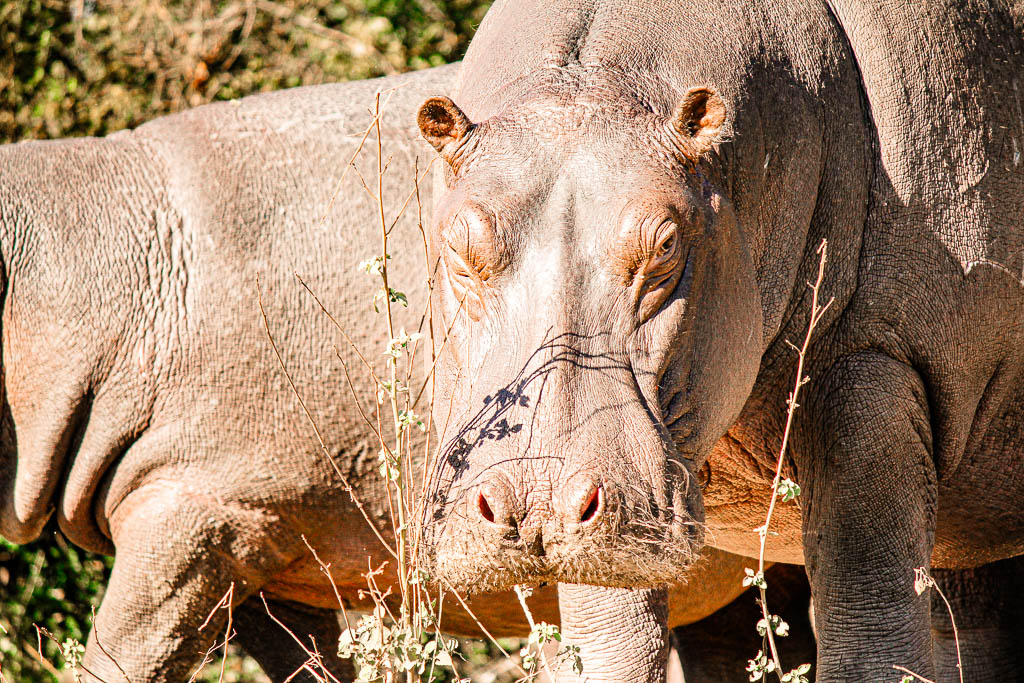 Livingstone_Zambia__amamosviajar -053