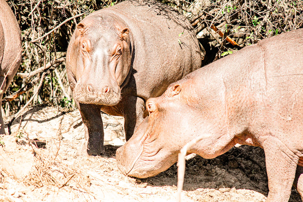 Livingstone_Zambia__amamosviajar -055