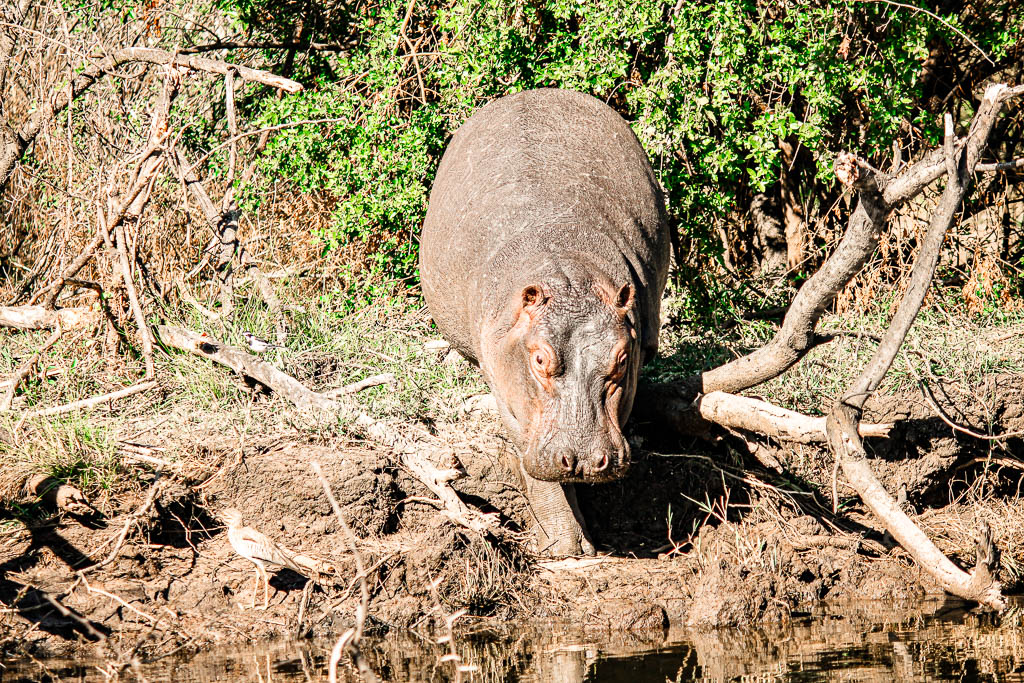 Livingstone_Zambia__amamosviajar -057