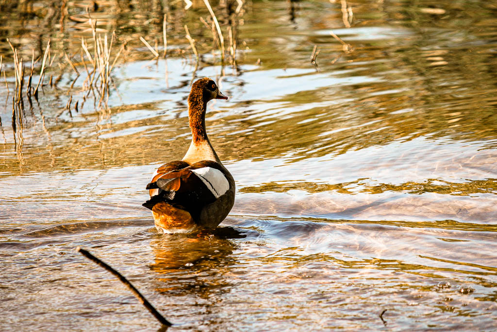 Livingstone_Zambia__amamosviajar -063