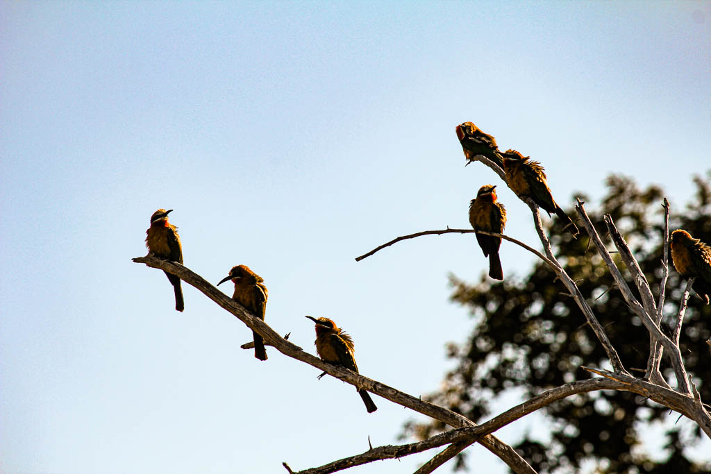 Livingstone_Zambia__amamosviajar -066