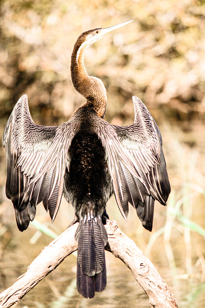 Livingstone_Zambia__amamosviajar -068