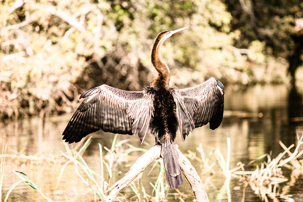 Livingstone_Zambia__amamosviajar -069