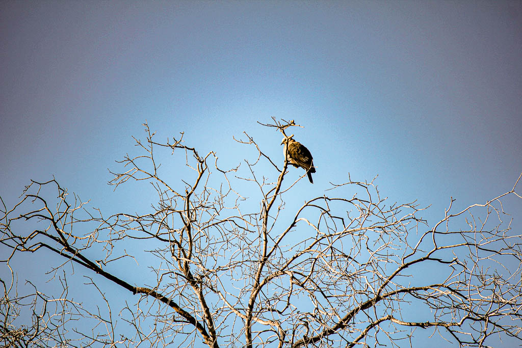 Livingstone_Zambia__amamosviajar -070