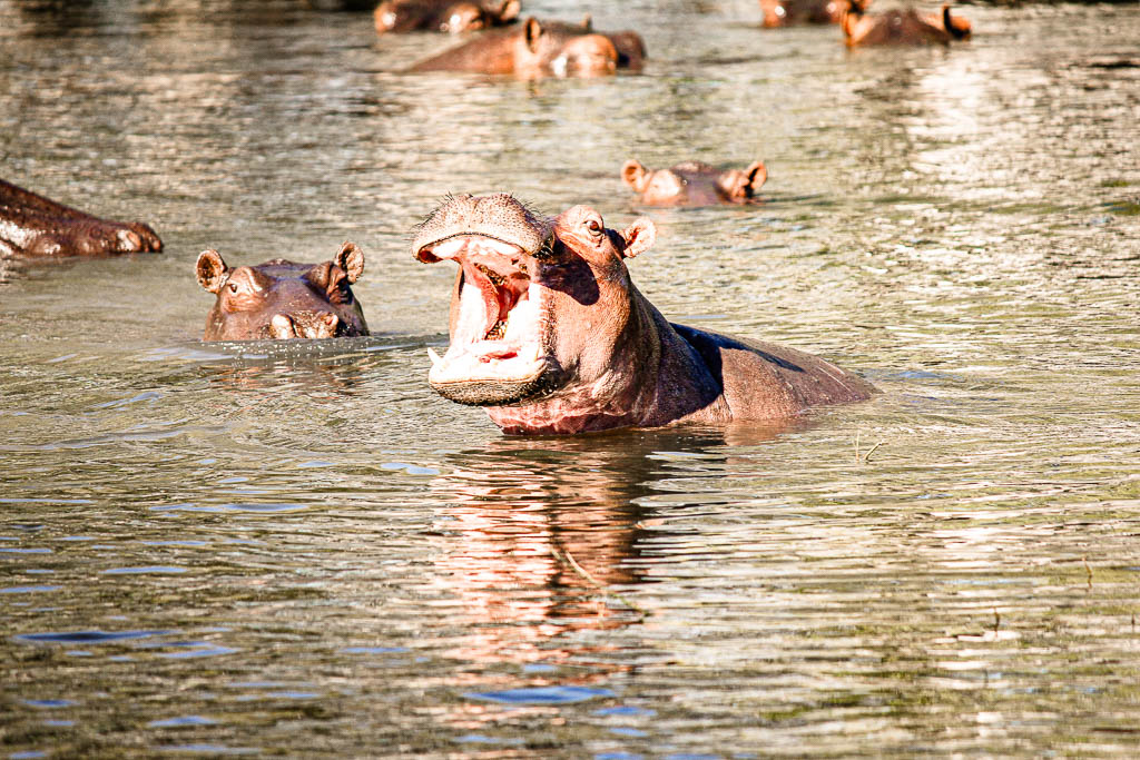 Livingstone_Zambia__amamosviajar -073