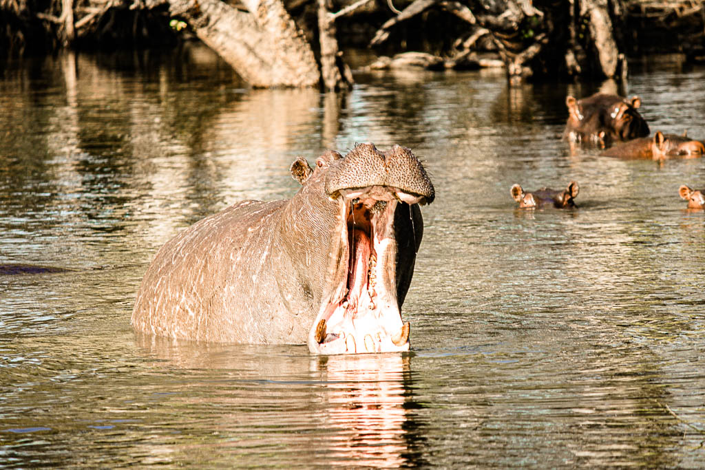 Livingstone_Zambia__amamosviajar -075
