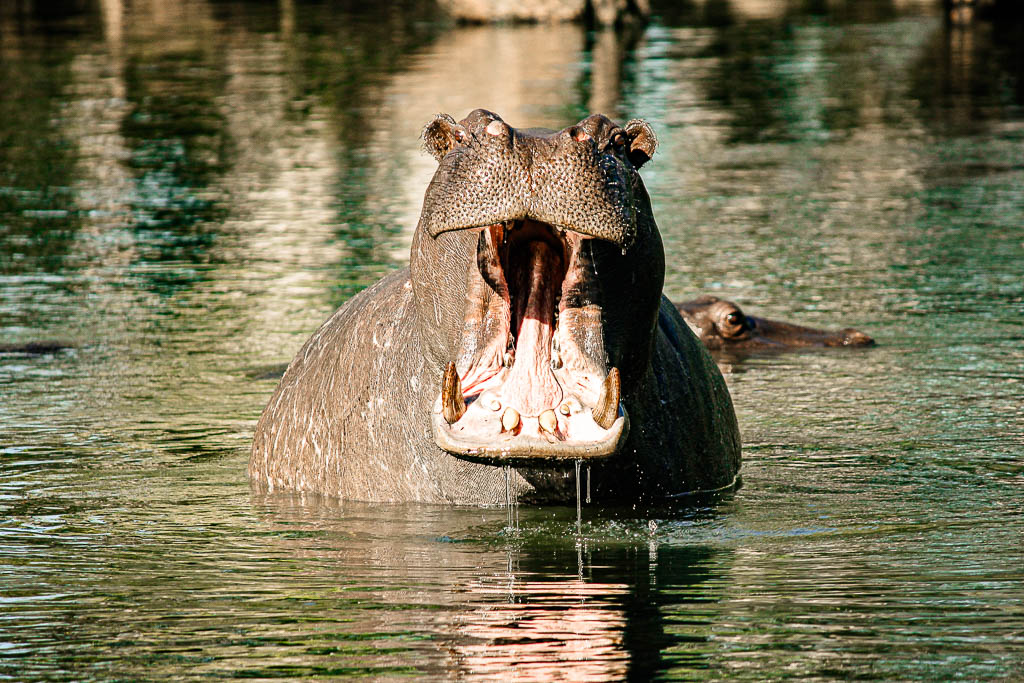 Livingstone_Zambia__amamosviajar -077