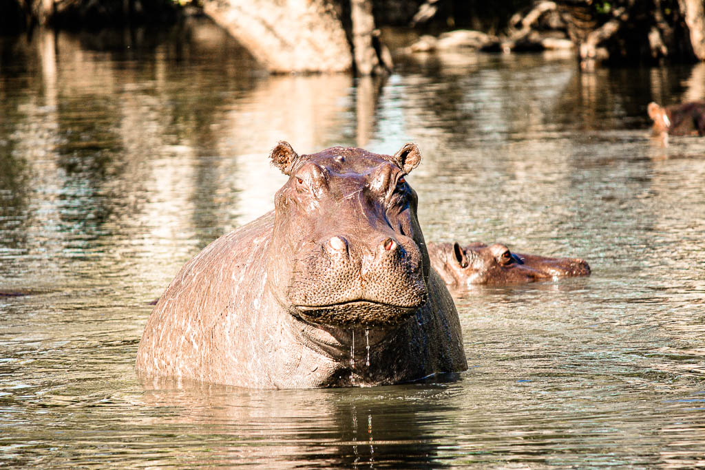 Livingstone_Zambia__amamosviajar -079