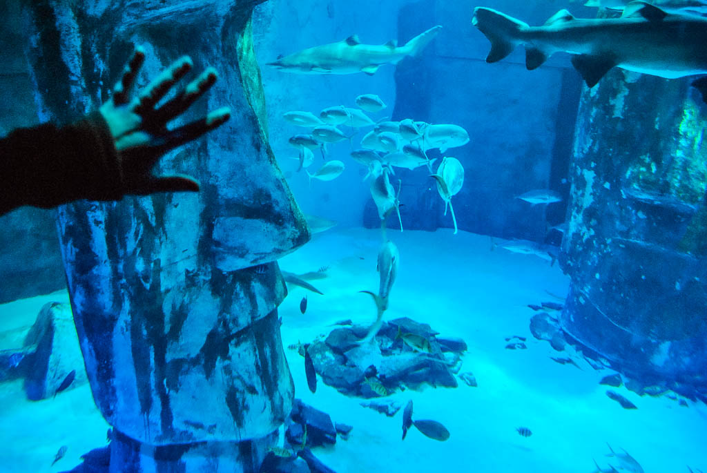 Londres1_Inglaterra_amamosviajar -129