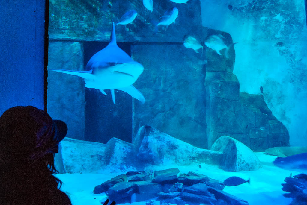 Londres1_Inglaterra_amamosviajar -130