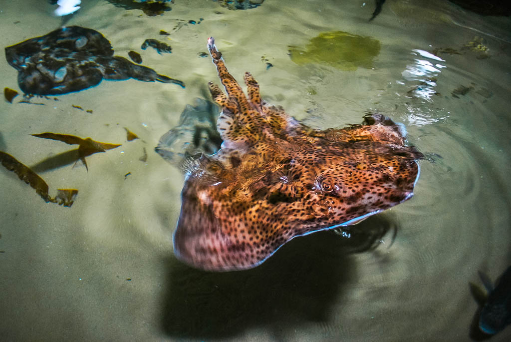 Londres1_Inglaterra_amamosviajar -134