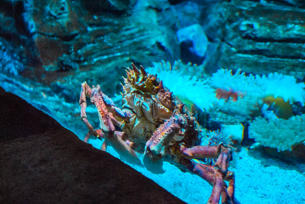 Londres1_Inglaterra_amamosviajar -135