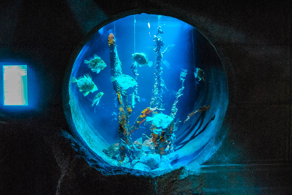 Londres1_Inglaterra_amamosviajar -137